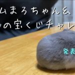 袖ハムまろちゃん＆1月の宝くじチャレンジ結果発表〜☆