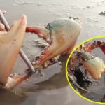 螃蟹海鰻雙方激戰，表妹麻雀在後，還發現螃蟹老巢【海村小梅】