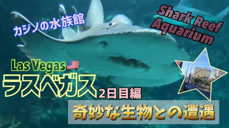 【トマ家】ラスベガス家族旅行2日目！家族連れにオススメスポット紹介【カジノの水族館】shark reef aquarium