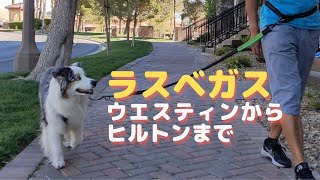 愛犬とラスベガス旅行～お散歩編【Australian Shepherd】オーストラリアンシェパード