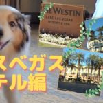 愛犬とラスベガス旅行～ホテル編【Australian Shepherd】オーストラリアンシェパード