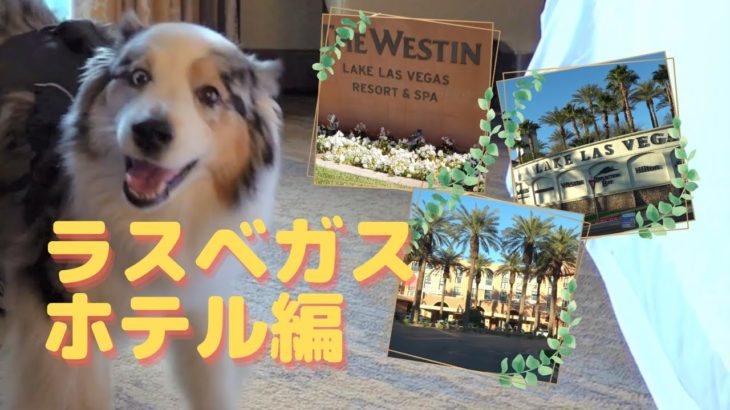 愛犬とラスベガス旅行～ホテル編【Australian Shepherd】オーストラリアンシェパード