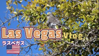 【Vlog】ラスベガスには自然もたくさんあることが分かりました