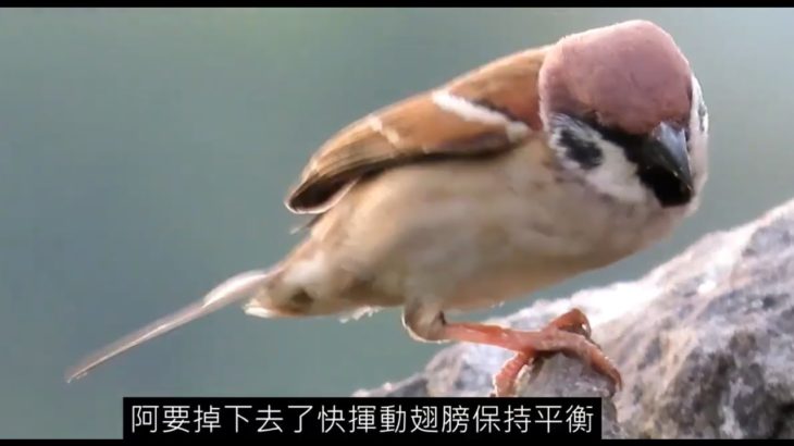一隻腳麻雀尾巴掉了!! single-foot sparrow moult #sparrow #雀 #スズメ #すずめ#麻雀