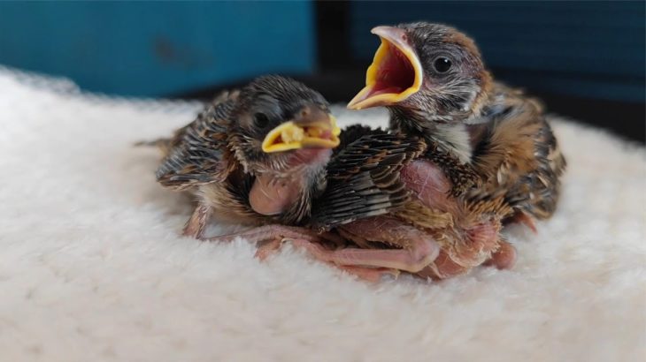 蒙面鸟哥｜救下三只小麻雀，它们的生长速度真快