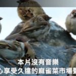 麻雀菜市場–一個專心聆聽麻雀聲音的影片 sparrows are twittering#麻雀 #sparrow #スズメ