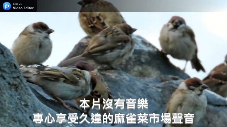 麻雀菜市場–一個專心聆聽麻雀聲音的影片 sparrows are twittering#麻雀 #sparrow #スズメ