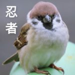 麻雀忍者!sparrow ninja!!#sparrow #麻雀 #スズメ