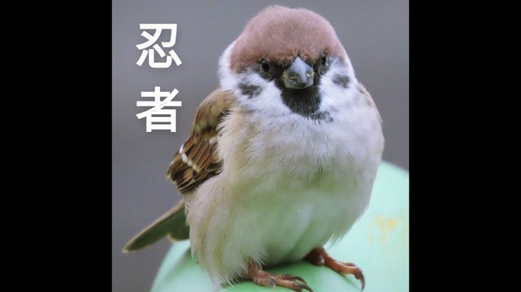 麻雀忍者!sparrow ninja!!#sparrow #麻雀 #スズメ